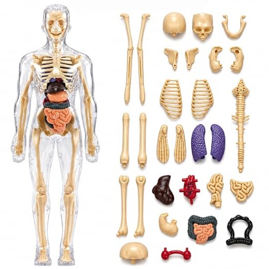 Human Body 3D Puzzle, Body Parts Toy for Kids Ages 3-12 Yrs