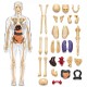 Human Body 3D Puzzle, Body Parts Toy for Kids Ages 3-12 Yrs