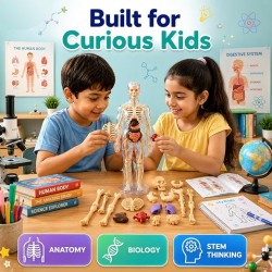 Human Body 3D Puzzle, Body Parts Toy for Kids Ages 3-12 Yrs