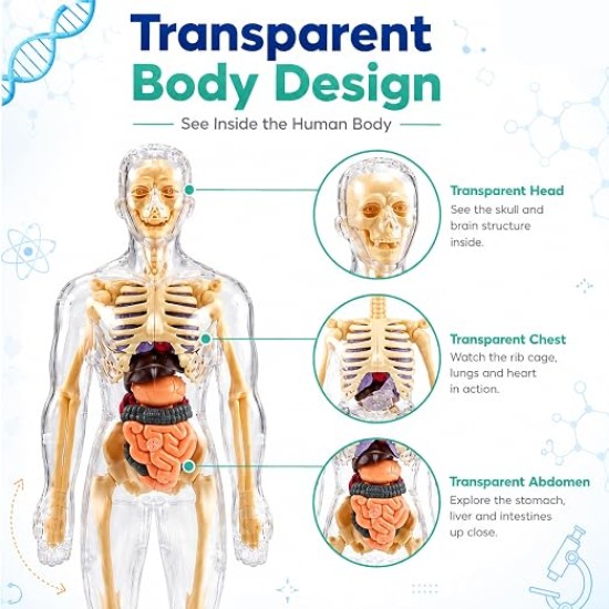 Human Body 3D Puzzle, Body Parts Toy for Kids Ages 3-12 Yrs