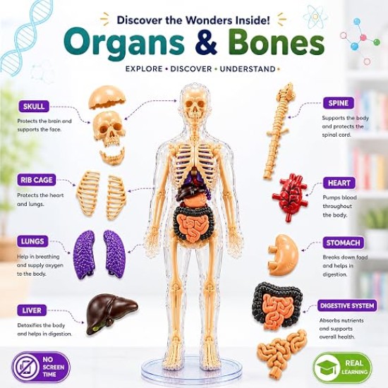 Human Body 3D Puzzle, Body Parts Toy for Kids Ages 3-12 Yrs