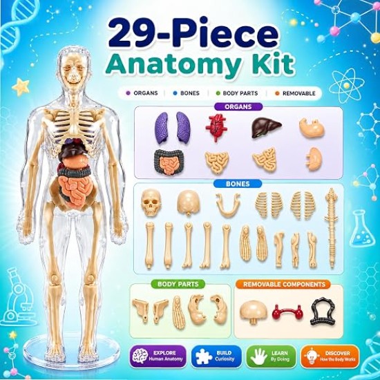 Human Body 3D Puzzle, Body Parts Toy for Kids Ages 3-12 Yrs