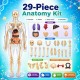 Human Body 3D Puzzle, Body Parts Toy for Kids Ages 3-12 Yrs